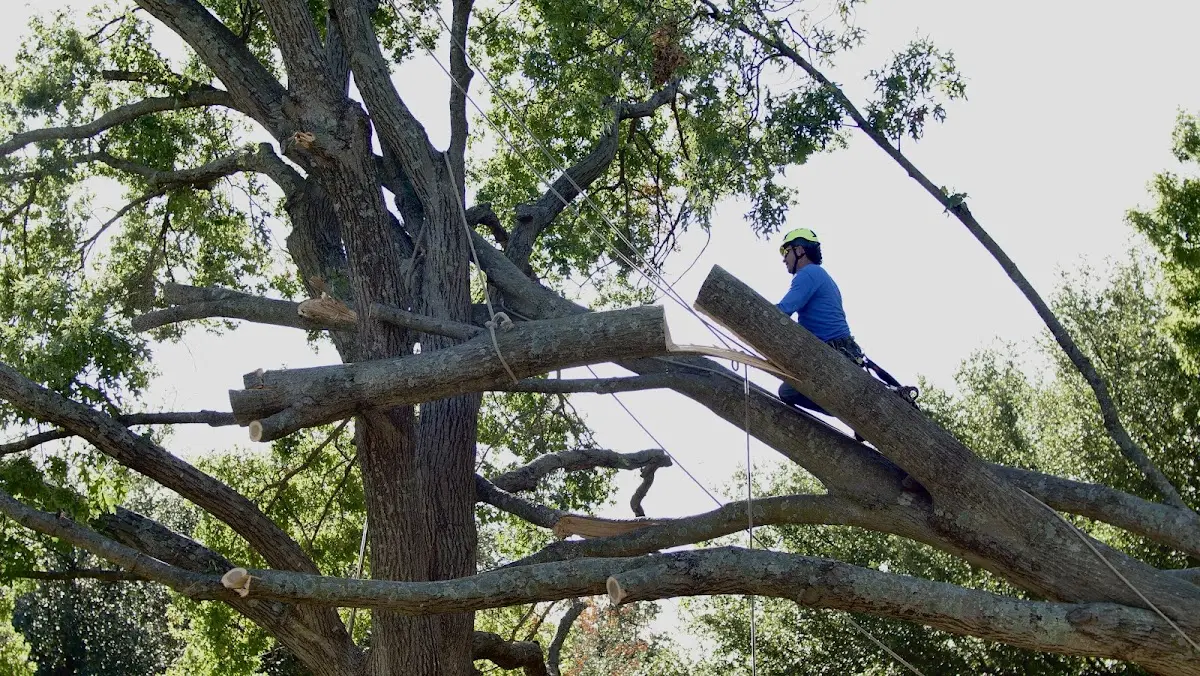 Professional Crown Thinning performed by certified arborists in Janesville