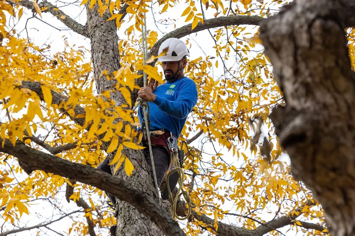 Skilled Emergency Tree Service crew working in Janesville
